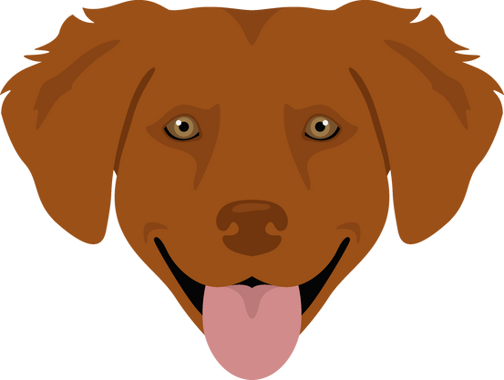 Nova Scotia Duck Tolling Retriever Clipart. Different Poses, Coat Colors Set