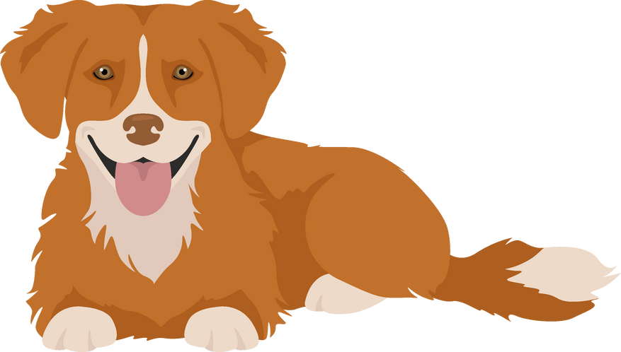 Nova Scotia Duck Tolling Retriever Clipart. Different Poses, Coat Colors Set