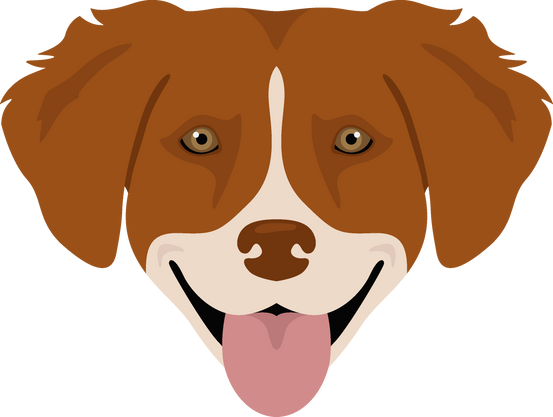 Nova Scotia Duck Tolling Retriever Clipart. Different Poses, Coat Colors Set