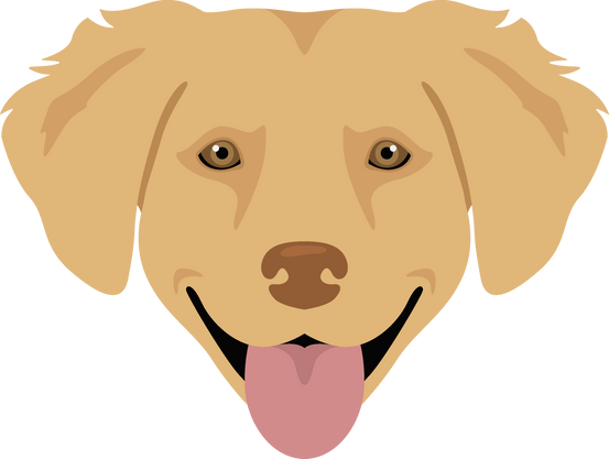 Nova Scotia Duck Tolling Retriever Clipart. Different Poses, Coat Colors Set