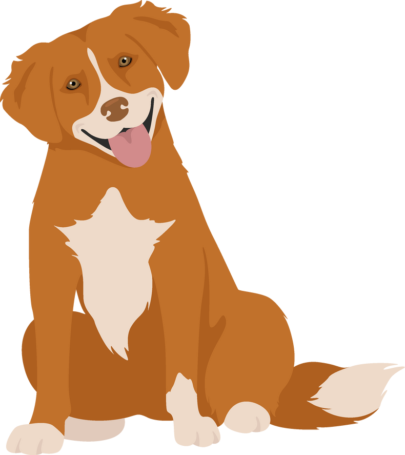 Nova Scotia Duck Tolling Retriever Clipart. Different Poses, Coat Colors Set